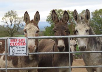 Come and support rescue donkeys at Shap Farmers Market