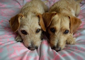 Easter Online Dog Show Great Fun for Local Dog Owners