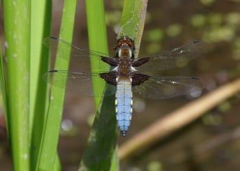 Broad-bodied chaser dragonfly breeding at Eycott Hill Nature Reserve