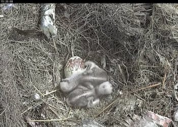 Bassenthwaite ospreys welcome next generation with arrival of three chicks