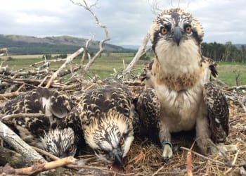 First sighting of three osprey chicks at South Lakes nature reserve
