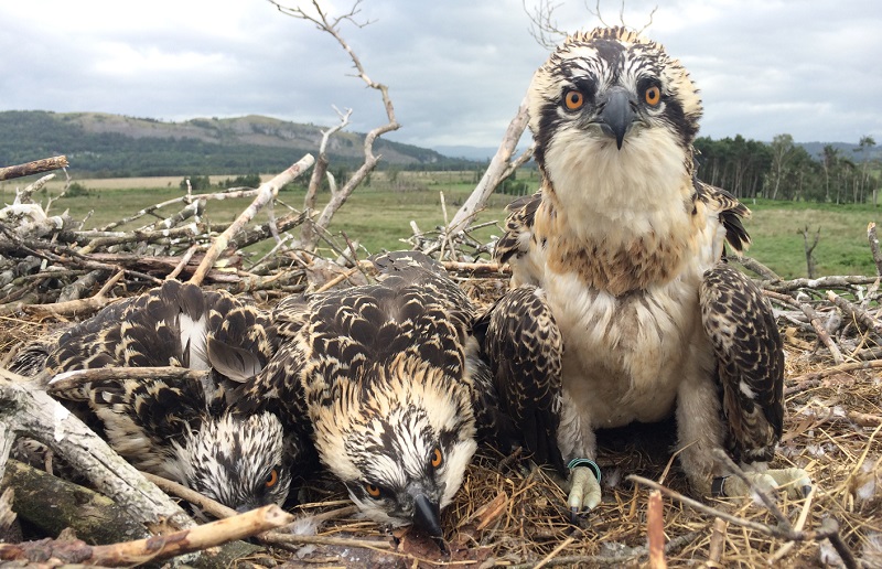 First sighting of three osprey chicks at South Lakes nature reserve ...