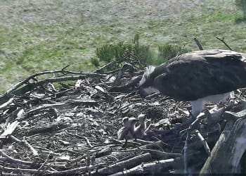 Excitement as three osprey chicks hatch at South Lakeland nature reserve