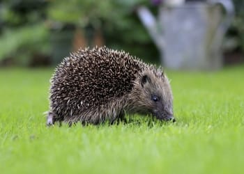 Kendal-based homebuilders support local wildlife