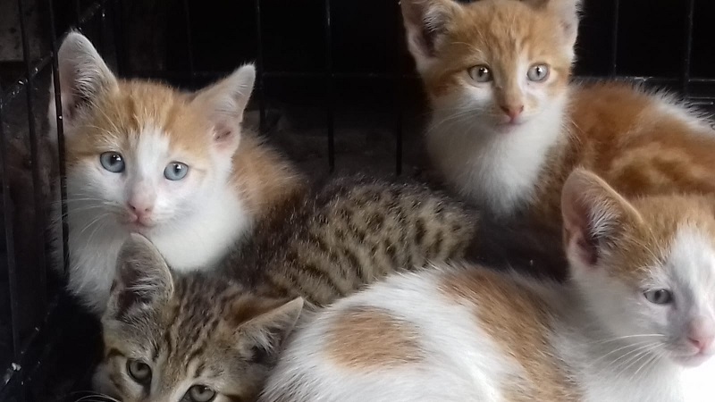 Help Oak Tree prevent large numbers of unwanted kittens - cumbriacrack.com