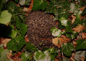 Hedgehogs recorded as part of inner city wildlife scheme