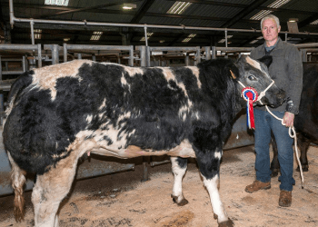 Penrith Christmas Prime Cattle Show 2017