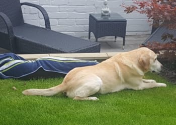 Heart-breaking moment retired police dog says goodbye to K9 colleague