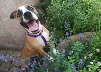 Oak Tree Animals’ Charity thanks supporters