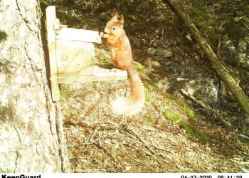 Bright-eyed and bushy-tailed: Lake District squirrel kittens go nuts for Springtime