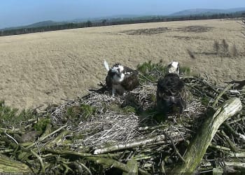 Excitement as breeding ospreys return to South Lakeland nature reserve