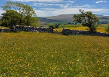 Cumbria Wildlife Trust saves rare wildflower hay meadows in the Westmorland Dales