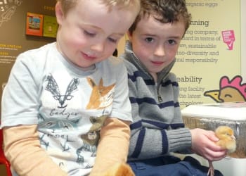 Easter chicks hatch at Rheged