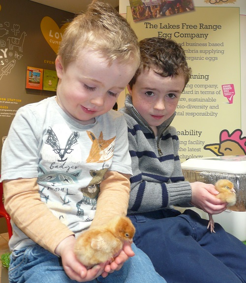 Cumbrian visitors Brandon and Dylan Raeburn have chance to hold a chick