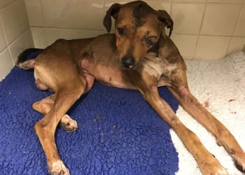 Injured dog “Bruce” fighting for his life after having eye removed