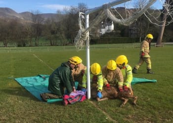 STAGgering wild animal rescue near Ambleside