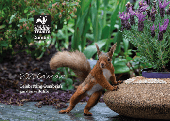 Photos of wildlife in back gardens create a stunning 2021 calendar