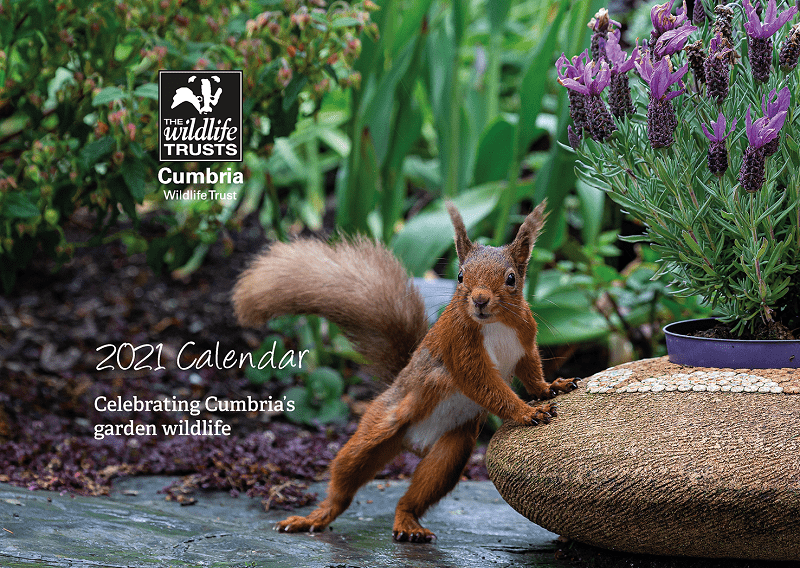 Photos of wildlife in back gardens create a stunning 2021 calendar ...