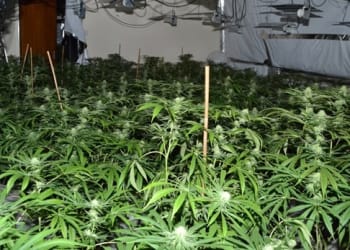 VIDEO: Huge cannabis farm uncovered in Gateshead