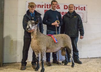 Penrith Bluefaced Leicester Rams and Females