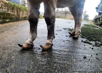 Donkeys with severely overgrown hooves rescued from near Carlisle