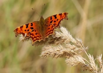 Do you want to help pollinators in Cumbria?
