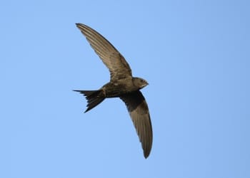 Help conserve swifts in National Park