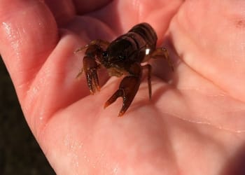 Crayfish rescued in Kendal ahead of planned gravel removal