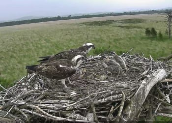Emergency fund gives boost to wildlife charity