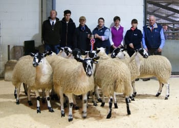 Penrith Mule Gimmer Lamb Show and Sale