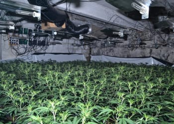 Cannabis farm valued at up to £550,000 found in North Shields