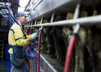 Free business skills training for livestock farms in the Kirkby Stephen area