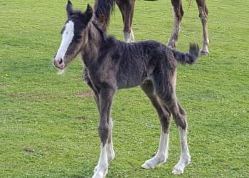 Two foals born during lockdown at local animal charity