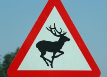 Dead deer found dumped in cardboard recycling bank