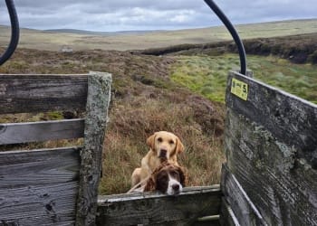 COVID-19 and Rural Pursuits