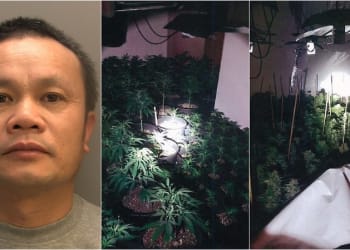 South Cumbria cannabis farm ‘gardener’ handed prison sentence