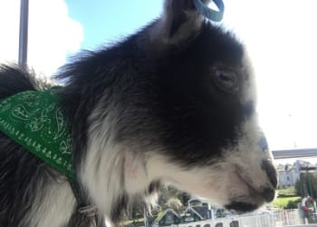 No kidding, it’s a goat on a boat!