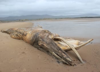 Tullie House Museum Celebrates New Year with Iconic Whale Arrival