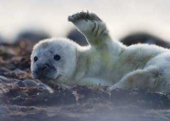 Excitement as first grey seal pup of season spotted at South Walney
