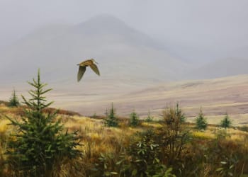 Cumbrian artist launches new online gallery to support wildlife charity through difficult times