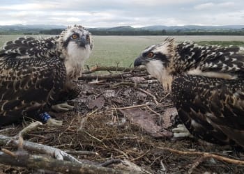 A rare close-up glimpse of the Foulshaw Moss osprey chicks