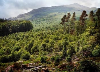 250,000 more trees at Hardknott Forest
