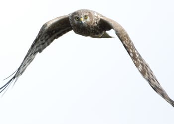 RSPB appeals to shooting industry in Cumbria to help root out raptor killers