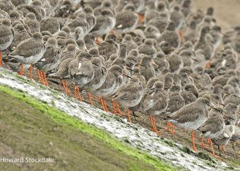Stop, Look and Listen for Wildlife this Winter around Morecambe Bay