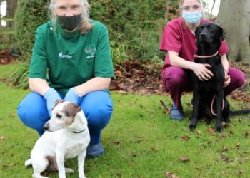 Sign up your dog to be a blood donor
