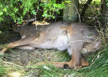 Appeal after six deer killed in Weardale