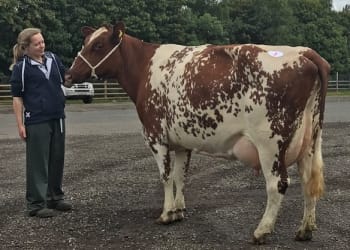 Penrith Dairy Shorthorn Sale
