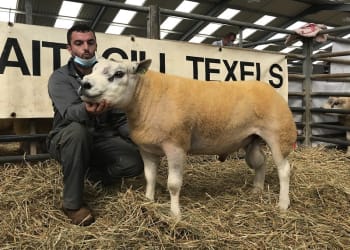 Penrith Ram Sale