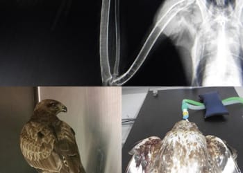 Buzzard found shot in Cumbria expected to make full recovery