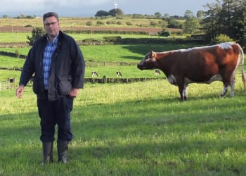 First Ever Irish Moiled Cattle Virtual Sale